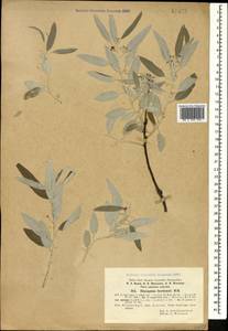 Elaeagnus angustifolia L., Caucasus, Azerbaijan (K6) (Azerbaijan)