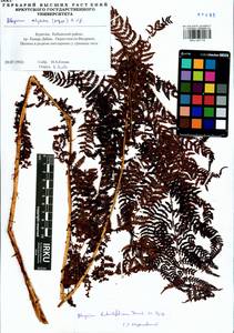 Pseudathyrium alpestre subsp. alpestre, Siberia, Baikal & Transbaikal region (S4) (Russia)
