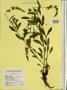 Stachys recta L., Eastern Europe, Central forest-and-steppe region (E6) (Russia)