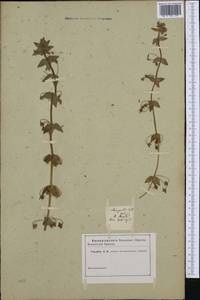 Lysimachia arvensis subsp. arvensis, Western Europe (EUR)