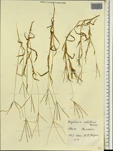 Digitaria velutina (Forssk.) P.Beauv., Africa (AFR) (Mali)