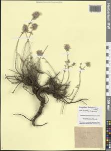 Ziziphora clinopodioides subsp. pseudodasyantha (Rech.fil.) Rech.fil., Caucasus, Azerbaijan (K6) (Azerbaijan)