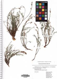Oxytropis floribunda (Pall.) DC., Eastern Europe, Eastern region (E10) (Russia)