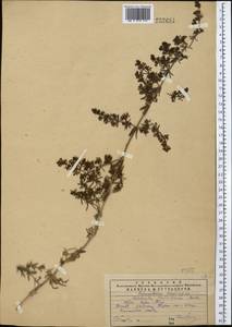Galium humifusum M.Bieb., Middle Asia, Western Tian Shan & Karatau (M3) (Kazakhstan)