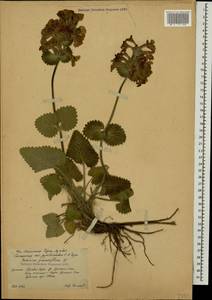 Betonica macrantha K.Koch, Caucasus, South Ossetia (K4b) (South Ossetia)