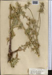 Eryngium macrocalyx Schrenk, Middle Asia, Pamir & Pamiro-Alai (M2) (Tajikistan)