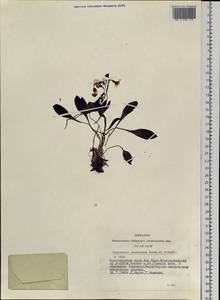 Claytonia joanneana Roem. & Schult., Siberia, Altai & Sayany Mountains (S2) (Russia)