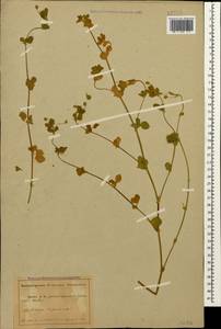 Medicago lupulina L., Caucasus, Abkhazia (K4a) (Abkhazia)