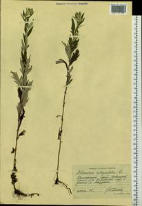 Artemisia integrifolia L., Siberia, Russian Far East (S6) (Russia)