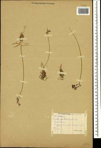 Prospero autumnale (L.) Speta, Caucasus, Black Sea Shore (from Novorossiysk to Adler) (K3) (Russia)