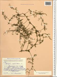 Asparagus verticillatus L., Caucasus, Armenia (K5) (Armenia)