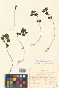 Pilea pumila (L.) A. Gray, Siberia, Russian Far East (S6) (Russia)