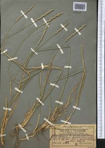 Thinopyrum intermedium subsp. intermedium, Middle Asia, Pamir & Pamiro-Alai (M2) (Uzbekistan)