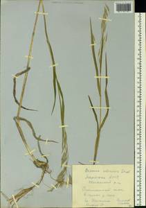 Bromus pumpellianus Scribn., Siberia, Yakutia (S5) (Russia)