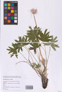 Pulsatilla patens (L.) Mill., Eastern Europe, Lower Volga region (E9) (Russia)