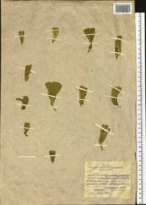 Huperzia selago subsp. appressa (Bach. Pyl. ex Desv.) D. Löve, Siberia, Western Siberia (S1) (Russia)