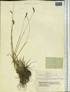 Hordeum brevisubulatum (Trin.) Link, Siberia, Altai & Sayany Mountains (S2) (Russia)