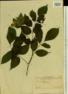 Sambucus nigra L., Eastern Europe, West Ukrainian region (E13) (Ukraine)