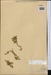Herniaria caucasica Rupr., Middle Asia, Muyunkumy, Balkhash & Betpak-Dala (M9) (Kazakhstan)