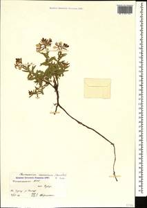 Chamaenerion colchicum (Albov) Steinb., Caucasus, Dagestan (K2) (Russia)