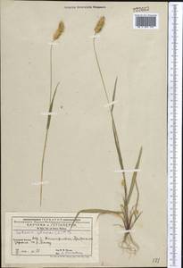 Setaria pumila (Poir.) Roem. & Schult., Middle Asia, Western Tian Shan & Karatau (M3) (Kyrgyzstan)