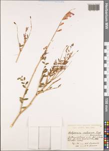 Hedysarum cretaceum DC., Eastern Europe, Lower Volga region (E9) (Russia)