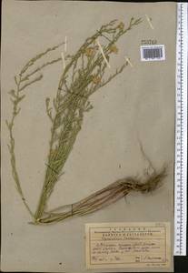 Heteropappus altaicus var. canescens (Nees) Serg., Middle Asia, Western Tian Shan & Karatau (M3) (Kazakhstan)