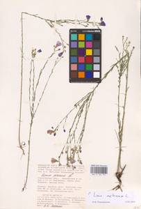 Linum austriacum L., Eastern Europe, Lower Volga region (E9) (Russia)