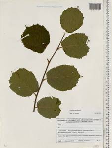 Corylus avellana L., Eastern Europe, Belarus (E3a) (Belarus)