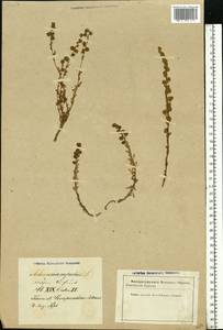 Artemisia rupestris L., Eastern Europe, Latvia (E2b) (Latvia)