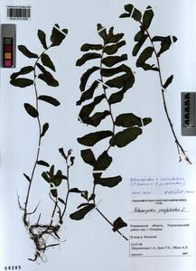 Potamogeton salicifolius Wolfg., Siberia, Altai & Sayany Mountains (S2) (Russia)