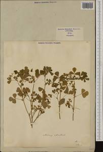 Medicago orbicularis (L.)Bartal., Western Europe (EUR) (Italy)