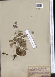 Geranium saxatile Kar. & Kir., Middle Asia, Pamir & Pamiro-Alai (M2) (Uzbekistan)