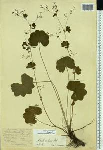 Alchemilla semilunaris Alechin, Eastern Europe, Moscow region (E4a) (Russia)