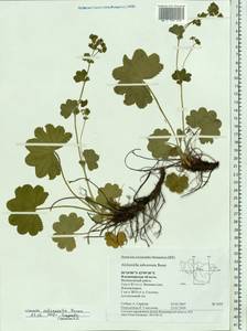 Alchemilla subcrenata Buser, Eastern Europe, Central region (E4) (Russia)