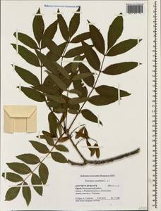 Fraxinus excelsior L., Crimea (KRYM) (Russia)