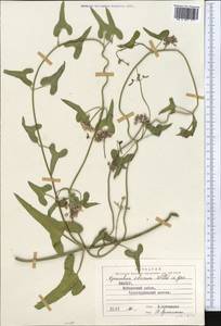 Cynanchum acutum subsp. sibiricum (Willd.) Rech. fil., Middle Asia, Syr-Darian deserts & Kyzylkum (M7) (Uzbekistan)