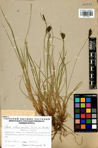 Carex eleusinoides Turcz. ex Kunth, Siberia, Baikal & Transbaikal region (S4) (Russia)