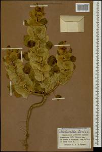 Moluccella laevis L., Caucasus, Armenia (K5) (Armenia)