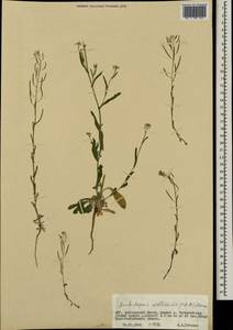 Crucihimalaya mollissima (C. A. Mey.) Al-Shehbaz, O'Kane & R. A. Price, Mongolia (MONG) (Mongolia)