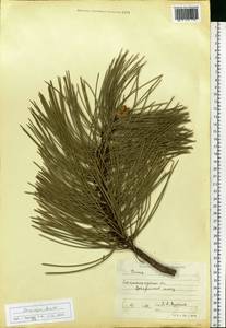 Pinus nigra subsp. pallasiana (Lamb.) Holmboe, Eastern Europe, Lower Volga region (E9) (Russia)