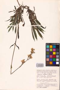 Viscaria vulgaris Röhl., Eastern Europe, Lower Volga region (E9) (Russia)