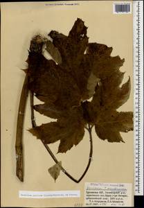 Heracleum ponticum (Lipsky) Schischk. ex Grossh., Caucasus, Georgia (K4) (Georgia)