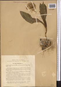 Allium karataviense Regel, Middle Asia, Western Tian Shan & Karatau (M3) (Tajikistan)