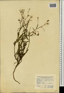 Lactuca tatarica (L.) C. A. Mey., Eastern Europe, Central forest-and-steppe region (E6) (Russia)