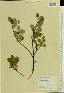 Cotoneaster integerrimus Medik., Eastern Europe, Northern region (E1) (Russia)