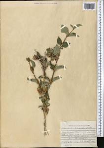 Lonicera hispida Pall. ex Roem. & Schult., Middle Asia, Western Tian Shan & Karatau (M3) (Kyrgyzstan)