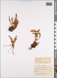 Woodsia ilvensis (L.) R. Br., Siberia, Altai & Sayany Mountains (S2) (Russia)