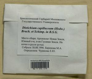 Distichium capillaceum (Hedw.) Bruch & Schimp., Bryophytes, Bryophytes - European North East (B7) (Russia)