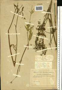 Sium sisarum L., Eastern Europe, Lower Volga region (E9) (Russia)